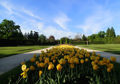 Sbírka tulipánů