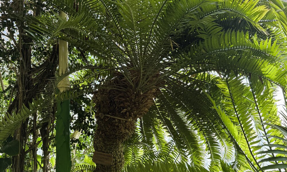 Palmiarnia
