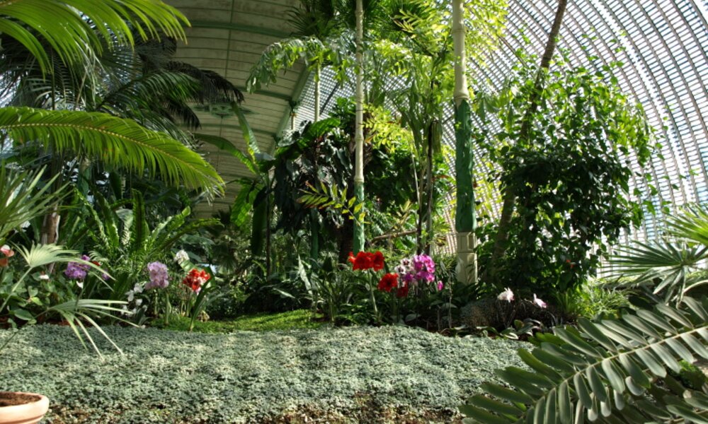 Palmenhaus