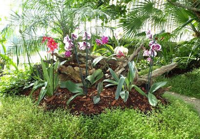 Greenhouse interior