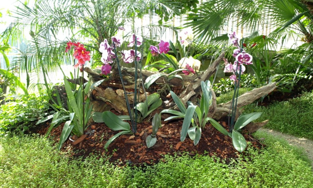 Greenhouse interior