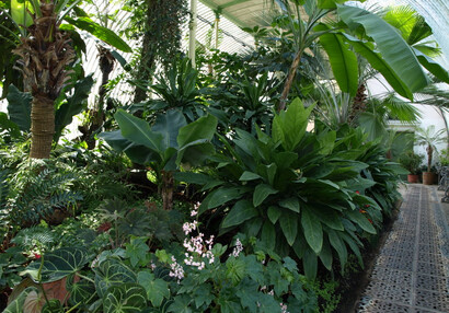 Greenhouse interior