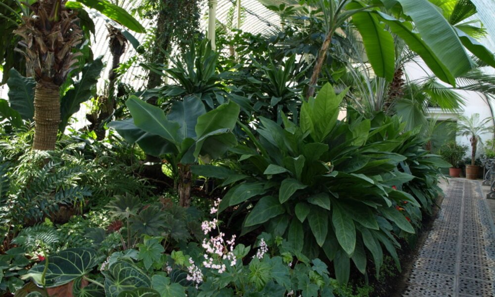 Greenhouse interior