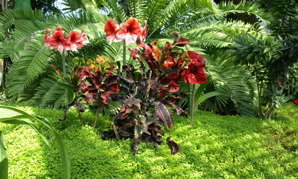 Palmiarnia