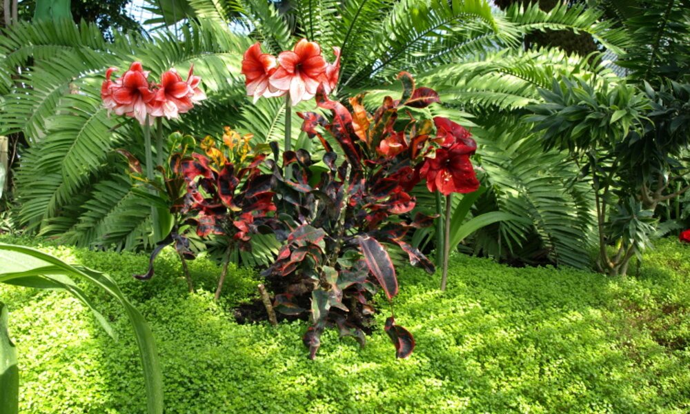 Greenhouse interior