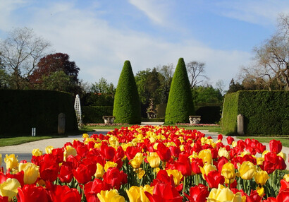 Kolekcja tulipanów