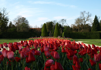 Kolekcja tulipanów
