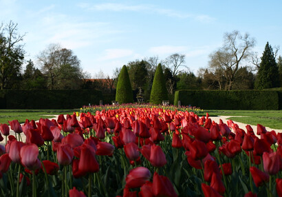 Tulpensammlung